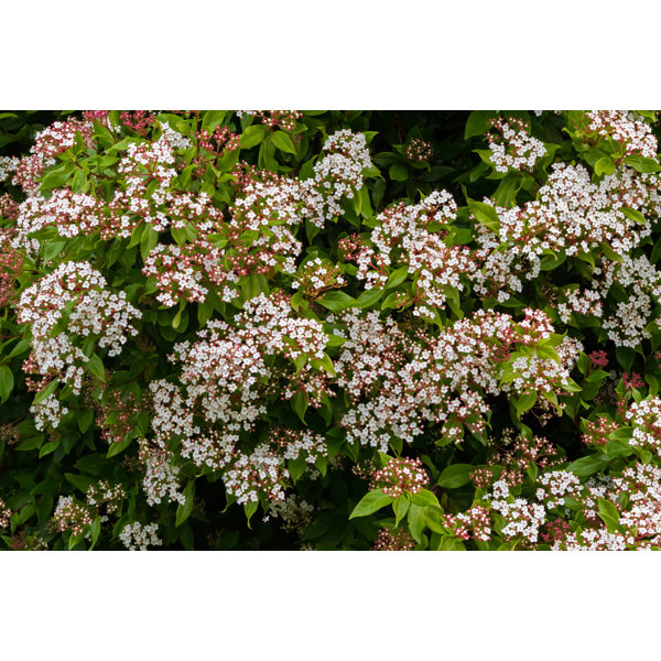 Ebern Designs Viburnum Tinus Blossoming by Sasimoto Wrapped Canvas Photograph Wayfair